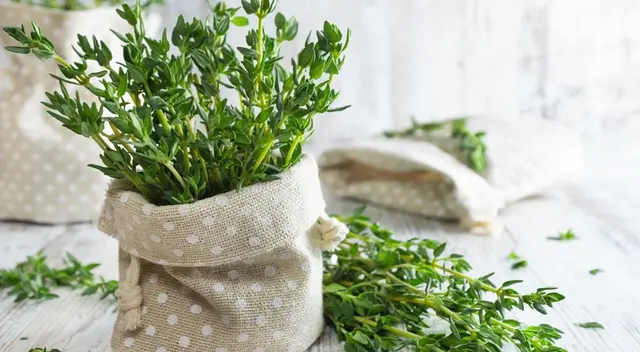 Todo lo que debes saber sobre las propiedades del tomillo.