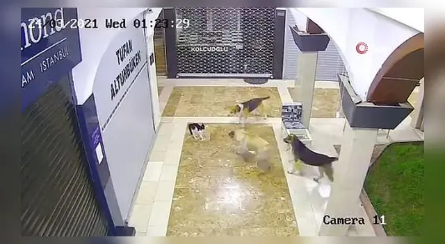 La escena de la valiente madre felina ha dado la vuelta al mundo.