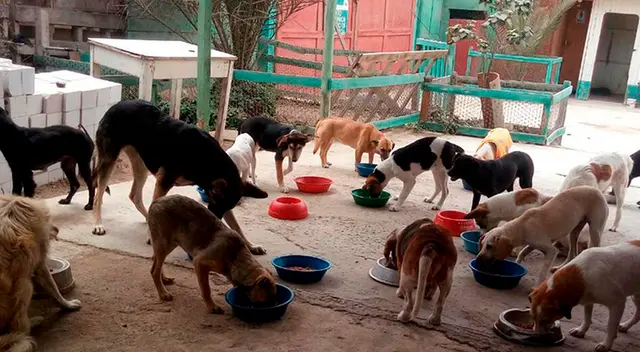 Campaña busca apoyar a albergues de mascotas