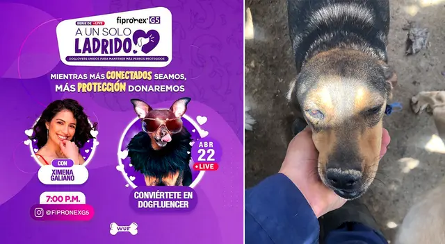 Para participar de la campaña, solo debes conectarte y estar pendiente de las redes de @Fipronexg5 a través de Instagram y Facebook. Para participar de la campaña, solo debes conectarte y estar pendiente de las redes de @Fipronexg5 a través de Instagram y Facebook.