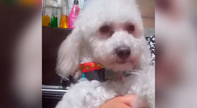 Si lo vez o tienes información sobre su paradero puedes comunicarst a los siguientes números: 999 727 040 / 943 277 755 / 999 023 041 y preguntar por Oscar Auberto Díaz aquije. Si lo vez o tienes información sobre su paradero puedes comunicarst a los siguientes números: 999 727 040 / 943 277 755 / 999 023 041 y preguntar por Oscar Auberto Díaz aquije.