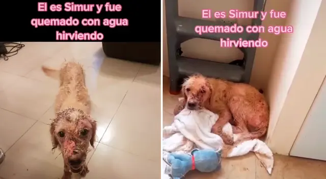 Simur logró recuperarse de las quemaduras que le causaron. Simur logró recuperarse de las quemaduras que le causaron.