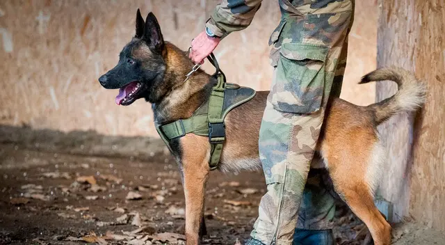 Leuk fue asesinado en mayo de 2019 por un insurgente en Malí. Leuk fue asesinado en mayo de 2019 por un insurgente en Malí.