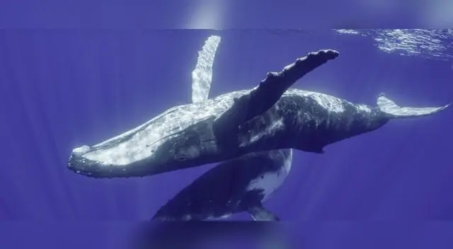 El documental de NatGeo estará disponible en exclusiva en Disney+ El documental de NatGeo estará disponible en exclusiva en Disney+