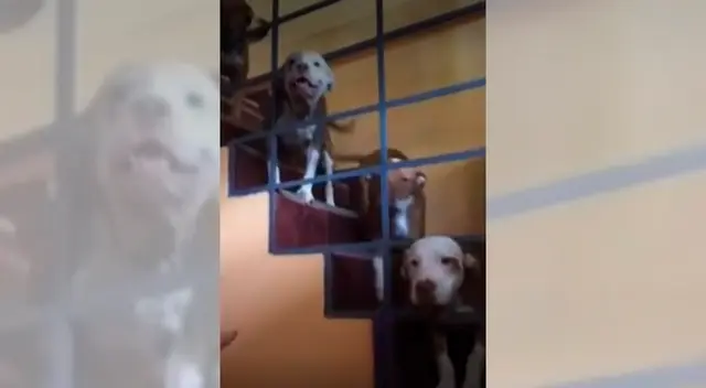 Pitbull ataca a joven y dueños no se hacen responsables.