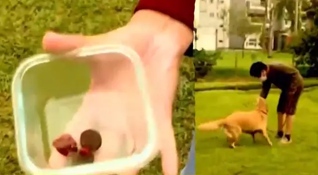 Envenenan a canes en parque de San Borja.