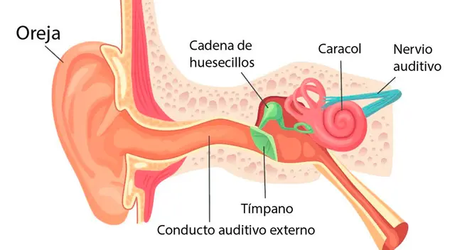 El sentido del oído tiene como órgano principal la oreja. El sentido del oído tiene como órgano principal la oreja.