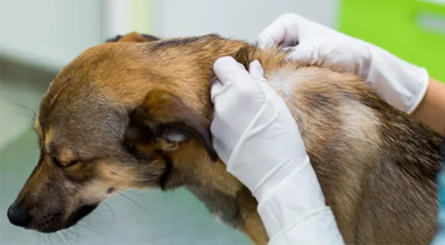 La pérdida de pelo puede ser causada por pulgas o garrapatas. La pérdida de pelo puede ser causada por pulgas o garrapatas.
