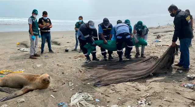 Serfor y PNP ponen a buen reaudo a lobo marino varado en Ventanilla. Serfor y PNP ponen a buen reaudo a lobo marino varado en Ventanilla.