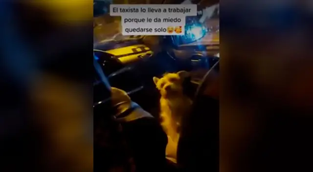 La joven se percató de la presencia del perrito cuando subió al taxi. La joven se percató de la presencia del perrito cuando subió al taxi.