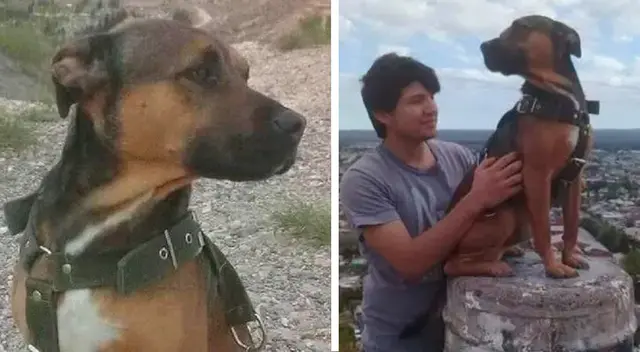 Sultán no soportó la operación tras la puñalada que recibió en el cuello. Sultán no soportó la operación tras la puñalada que recibió en el cuello.