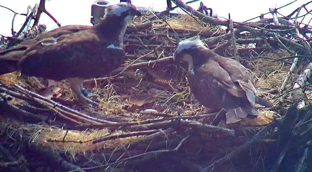 Se espera que la pareja reproductora pudiera poner más huevos en otra plataforma de nido. Se espera que la pareja reproductora pudiera poner más huevos en otra plataforma de nido.