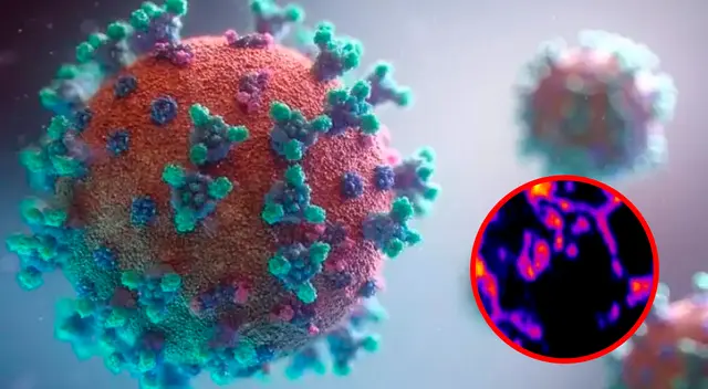 La proteína de espiga del COVID -19 juega un papel clave en la enfermedad, al atacar el sistema vascular a nivel celular, según estudio.