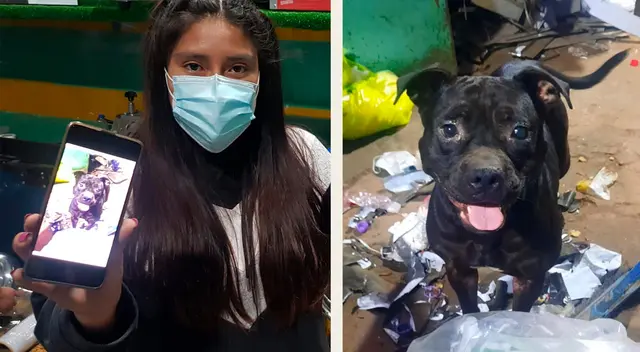 roban 25 mil soles y se llevan a la mascota de la empresa