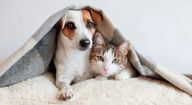 Conoce cómo elegir la cama adecuada para tu mascota. Conoce cómo elegir la cama adecuada para tu mascota.