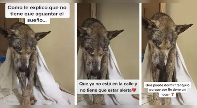 La escena ha conmovido a miles de usuarios en las redes sociales. La escena ha conmovido a miles de usuarios en las redes sociales.