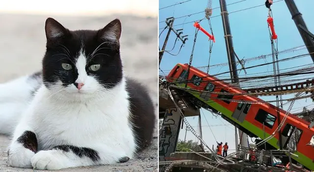 El gato regresaba a casa después de haber sido esterilizado.