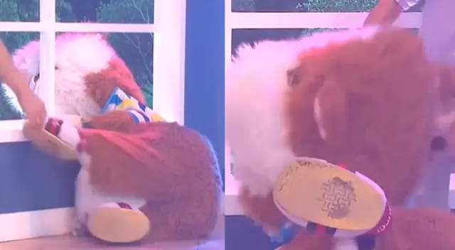 El conductor Gino Pesaressi tuvo que auxiliar al cuy de En boca de todos a poder levantarse.