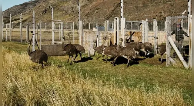 El ñandú es una de las especies más importantes de la estepa patagónica pues son como una especie de repartidores de semillas.