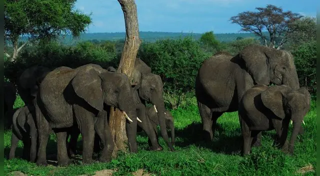 En la aldea de Tamil Nadu, al oeste dl país asiático, fue el lugar donde sucedió el hecho que se difundido en las redes sociales y ha alcanzado miles de reproducciones. En la aldea de Tamil Nadu, al oeste dl país asiático, fue el lugar donde sucedió el hecho que se difundido en las redes sociales y ha alcanzado miles de reproducciones.