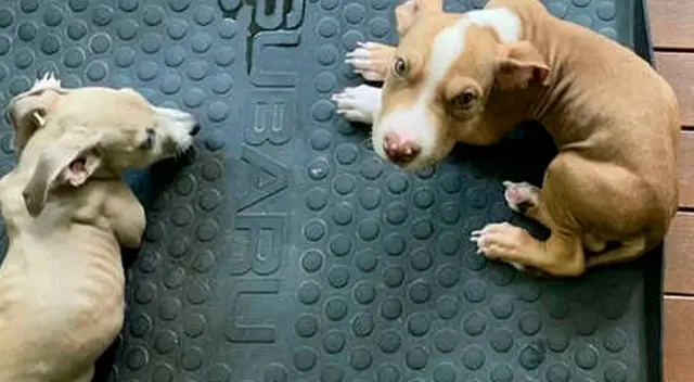 Ula y Roo, los nombres de los perritos que sufrieron desnutrición.