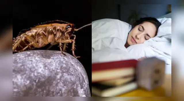 Interpretación de sueños: ¿Qué significa soñar que matamos cucarachas? Interpretación de sueños: ¿Qué significa soñar que matamos cucarachas?