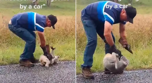 El koala se negó a rescatado por el granjero.