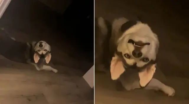 El perrito es capaz de voltear su cabeza en 180 grados. El perrito es capaz de voltear su cabeza en 180 grados.