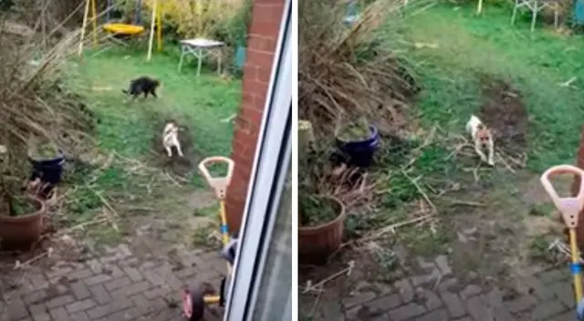 Perrito intenta ahuyentar a un gato de su patio, pero termina fracasando. Perrito intenta ahuyentar a un gato de su patio, pero termina fracasando.