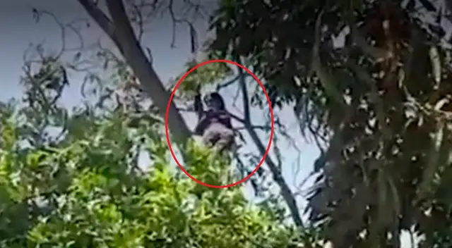 Escolar de 11 años es captada sobre un árbol para poder acceder a señal de internet y ver sus clases virtuales Escolar de 11 años es captada sobre un árbol para poder acceder a señal de internet y ver sus clases virtuales