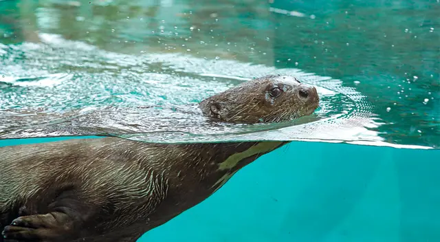 Presentan a nuevo lobo de río. Presentan a nuevo lobo de río.