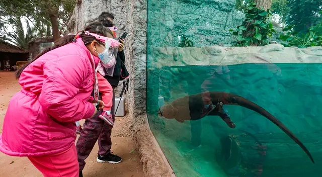 Presentan a nuevo lobo de río. Presentan a nuevo lobo de río.