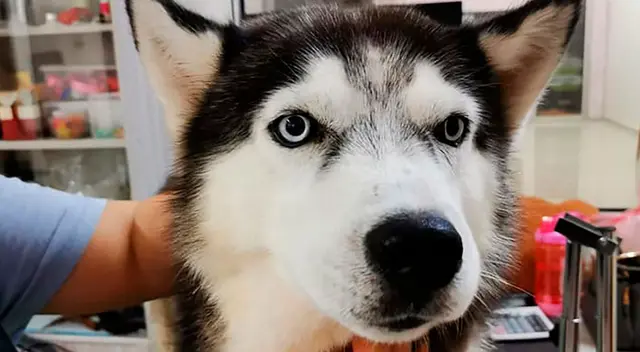 Dai Bao, el perro héroe que protegió a su familia.