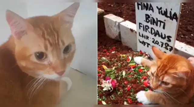 Youtube viral: gato visitó la tumba de su dueña y rompió en llanto frente a la mirada de sus familiares fotos. Youtube viral: gato visitó la tumba de su dueña y rompió en llanto frente a la mirada de sus familiares fotos.