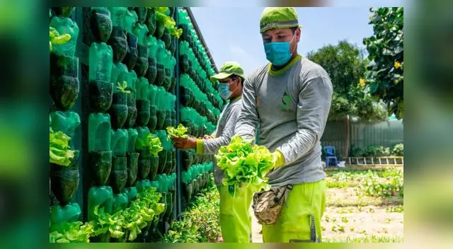 Hortalizas son entregadas a comedores populares y otras entidades de ayuda benéfica. Hortalizas son entregadas a comedores populares y otras entidades de ayuda benéfica.