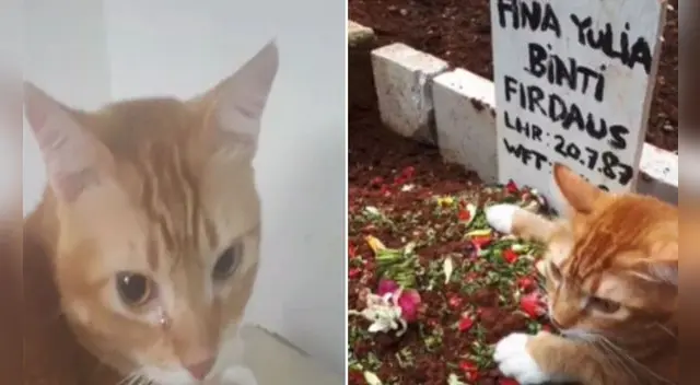 El video causó gran emoción entre los usuarios de las redes sociales. El video causó gran emoción entre los usuarios de las redes sociales.