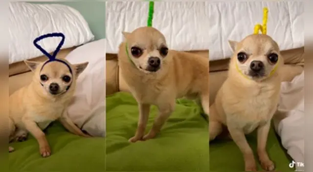 La escena ha hecho reír a miles en las redes sociales. La escena ha hecho reír a miles en las redes sociales.