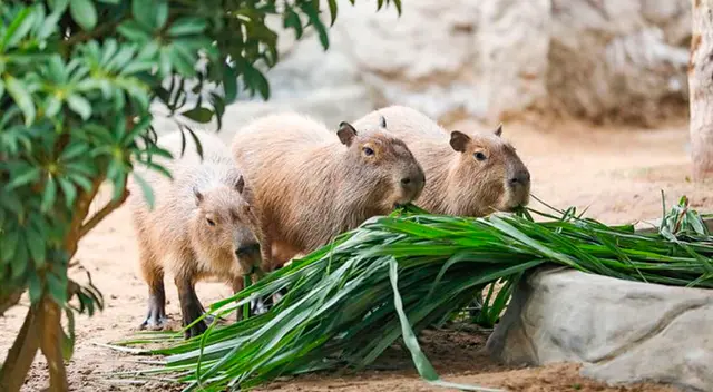 Parque de las Leyendas habilita terreno para cosechar alimentos de animales Parque de las Leyendas habilita terreno para cosechar alimentos de animales