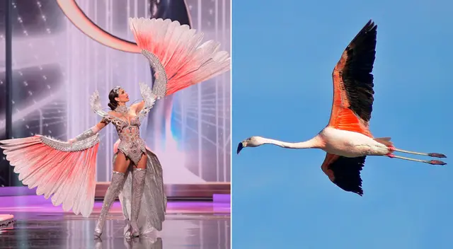 Izq. Janick Maceta en el Miss Universo 2021. Dcha. La parihuana, ave considerada en peligro de extinción por la legislación nacional. Izq. Janick Maceta en el Miss Universo 2021. Dcha. La parihuana, ave considerada en peligro de extinción por la legislación nacional.