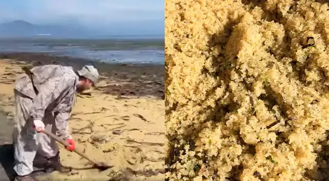 Los pobladores de la zona recogieron el caviar con palas.