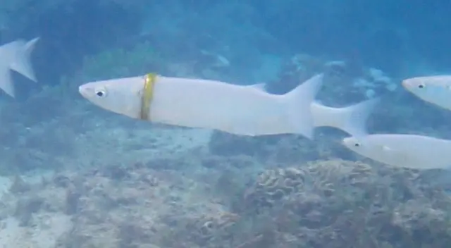 El pez con el anillo como collar fue hallado por una buceadora. El pez con el anillo como collar fue hallado por una buceadora.