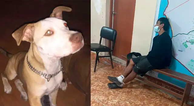 Perrita pitbull perdió la vida tras ser atacada por un hombre en Chorrillos.