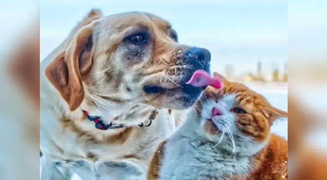 El Gobierno británico busca garantizar que todos los departamentos gubernamentales tengan en cuenta la sensibilidad animal. El Gobierno británico busca garantizar que todos los departamentos gubernamentales tengan en cuenta la sensibilidad animal.