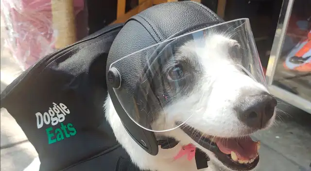 Any entrega comida para ayudar a más animales.