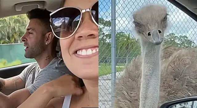 Andrea San Martín y Sebastián Lizarzaburu se encontraban llevando una excursión durante su viaje a EE.UU. cuando fueron sorprendidos por el animal.