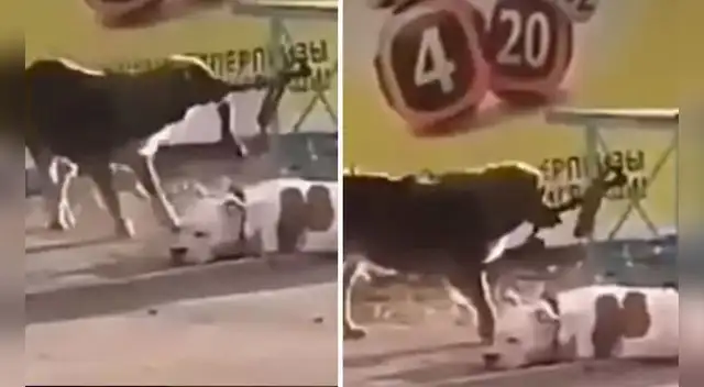 El 'solidario' gesto del can con el pitbull ha conmovido a miles de usuarios en las redes sociales.