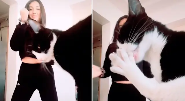 El felino apareció en escena cuando su dueña estaba bailando. El felino apareció en escena cuando su dueña estaba bailando.