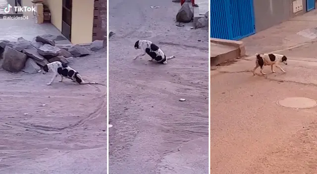 La perrita asombró a todos con su actuación.