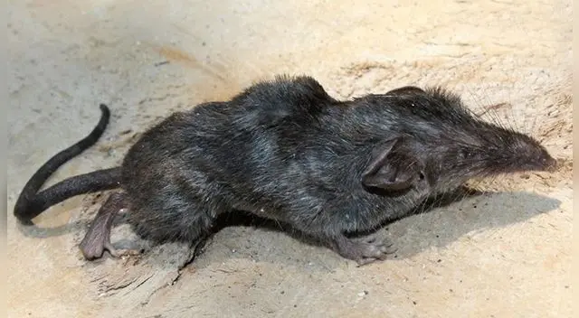 El hallazgo eleva a 12 el número de especies de musarañas identificadas que habitan en el país asiático.