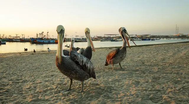 A cuidar nuestras especies marinas